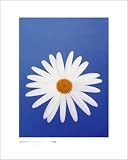 Marguerite, Pure White on Reflex Blue by Masao Ota - 19 3/4 x 15 3/4 inches - Fine Art Print / Poster