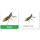 Learning Resources Kindergarten Vocabulary Photo Cards