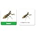 Learning Resources LER6081 Kindergarten Vocabulary Photo Cards