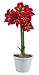 Amaryllis BRIGHT SPARK ® Amaryllis BRIGHT SPARK ®