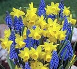 Early Spring Delight 75 Bulbs-Grape Hyacinths/Daffodils