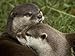 River Shorts - Pair of Mated Asian Short-Clawed River Otters Show Affection National Geographic Collection Photographic Poster Print by Nicole Duplaix, 16x12
