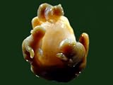"Squirrels At Play" in Carnelian