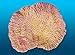 Pet Supplies : Natures Image No.52B Merulina Yellow 7in x 6in x 4in Merulina ampliata Coral Reproduction