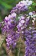 Purple Wisteria Vine One Gallon by Monrovia Growers
