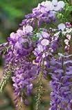 Purple Wisteria Vine One Gallon by Monrovia Growers