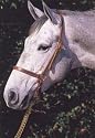 Walsh Leather Grooming Halter