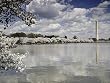 Cherry Blossoms, Washington Monument, Old Post Office Tower Photograph - Beautiful 16x20-inch Photographic Print by Carol M. Highsmith