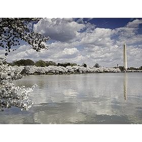 Cherry Blossoms, Washington Monument, Old Post Office Tower Photograph - Beautiful 16"x20" Photographic Print by Carol M. Highsmith