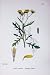 Botany Plants C1902 Inelegant Ragwort Senecio Flowers