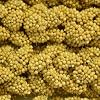 Higgins Snack Attack Spray Millet 25lb