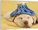 Dog - puppy with ice bag on head - 20 Inch Canvas Print (51 cm) by Ardea