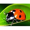1500 Live Ladybugs - Good Bugs - Ladybugs - Guaranteed Live Delivery!