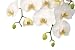 White Orchid - 48