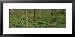 Trees among Yellow Flowers in the Forest, Cedar Bog, Urbana, Ohio, USA Framed Art Poster Print by Panoramic Images, 31x15