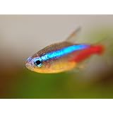 珍しい野生個体 ワイルド ネオンテトラ Lサイズ10匹【愛されて20周年。熱帯魚・生体販売の老舗、東京プロスパーです】
