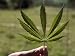 Close-up of a Marijuana Leaf National Geographic Collection Photographic Poster Print by Steve Raymer, 24x18