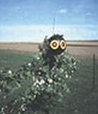 Bird Repellent: Giant Scare Eyes - 3 pk