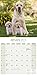 Labrador Retriever (Yellow) Calendar - Only Dog Breed Labrador Retriever (Yellow) Calendar - 2016 Wall calendars - Dog Calendars - Monthly Wall Calendar by Avonside