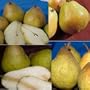 Multi-Fruited Pear Tree 2
