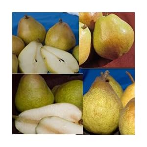 Multi-Fruited Pear Tree 2 by 