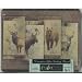 Small Tempered Cutting Board ~ Bear, Deer, Elk ~ ~ code 028