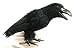 Season s Designs Halloween Decor 8 Plastic Crow with Feathers