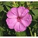 60+ Pink Four O'Clock Seeds By Seed Needs