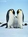 Wallmonkeys Peel and Stick Wall Decals - Two Emperor Penguins with Fledgling - Removable Graphic