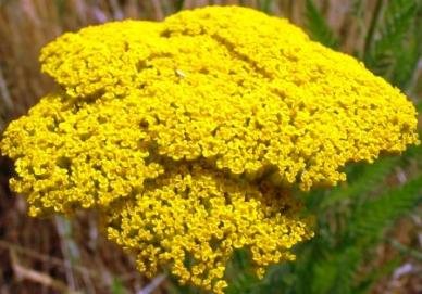 Flower Achillea Yarrow Gold D3323A (Gold) 500 Heirloom Seeds by David's Garden Seeds Flower Achillea Yarrow Gold D3323A (Gold) 500 Heirloom Seeds by David's Garden Seeds