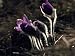 Common Pasque Flower Blossoms Opening Up in the Spring Photographic Poster Print 