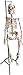 Herindera Human Skeleton with Stand Superior Quality with Red & Blue Muscles RS.2500.00