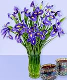 25 Iris