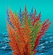 Nature's Image: Large Aquafern Rainbow, Freshwater 8"