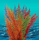 Natures Image Aqua Fern Rainbow Color Medium 6 in Aquarium Plant
