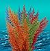 Nature's Image: Large Aquafern Rainbow, Freshwater 8"