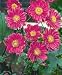Anemone hupehensis var. japonica 'Pamina' - Anemone, Japanese