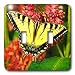 Butterflies - Tiger Swallow Tail - Light Switch Covers - double toggle switch
