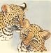 Image: Leopard Stamps, 4 Official Proof Edition Prints