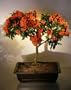 Bonsai Boy's Flowering Pyracantha Bonsai Tree pyracantha 'mohave'