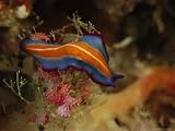 Colorful Marine Flatworm, Pseudoceros Species Photographic Poster Print by Tim Laman, 16x12