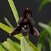 Maxillaria variabilis 'Yellow' x 'Black Eyed Susan' LIMIT ONE