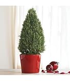 rosemary tree