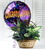 Congratulations Dish Garden