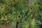 Acer Palmatum Yuri Hime - Japanese Maple Tree - Pot Size #1 Gal.