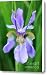 Siberian Iris Flower Canvas Print / Canvas Art - Artist Neil Overy