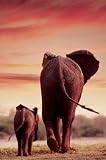 Poster Elephant & Calf Walking - Rolled