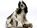 cocker_spaniel19cocker spaniel - American Cocker Spaniel