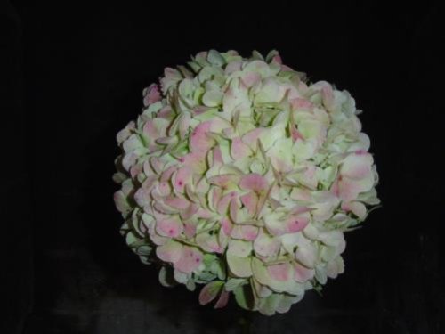 Hydrangea Flowers, Mini, Green, 40 Flower Wholesale Box
