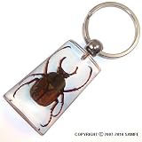 Real Insect Key Chain - Long Arm Stag Beetle